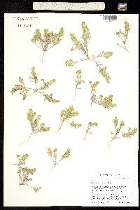Alyssum desertorum image