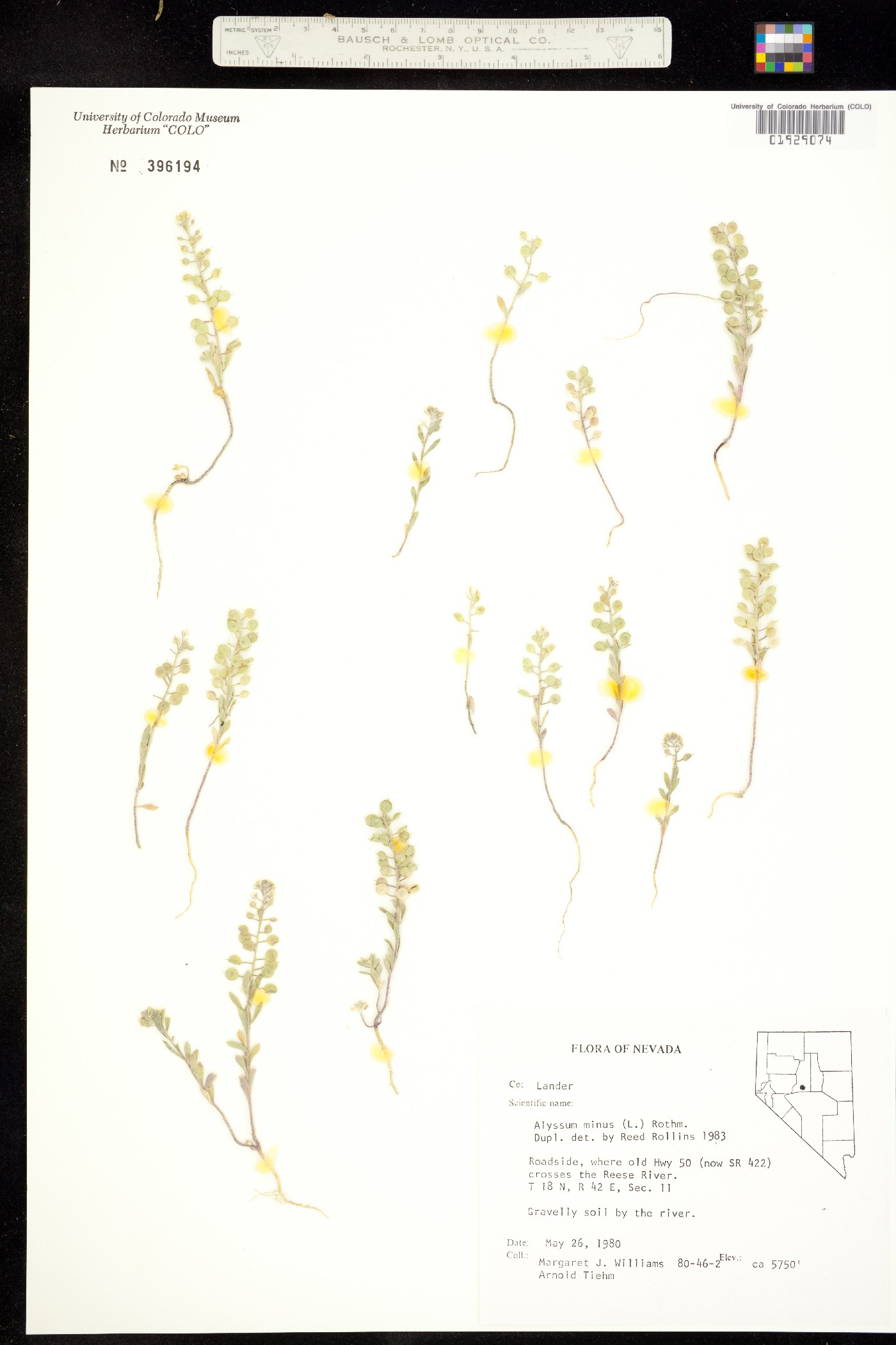 Alyssum simplex image