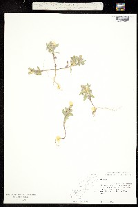 Image of Alyssum szovitsianum