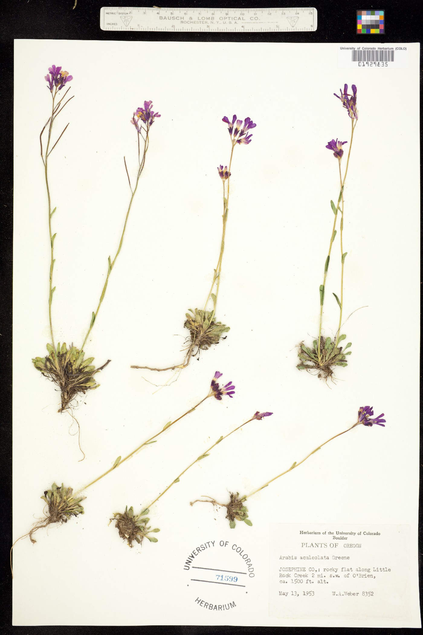 Arabis aculeolata image
