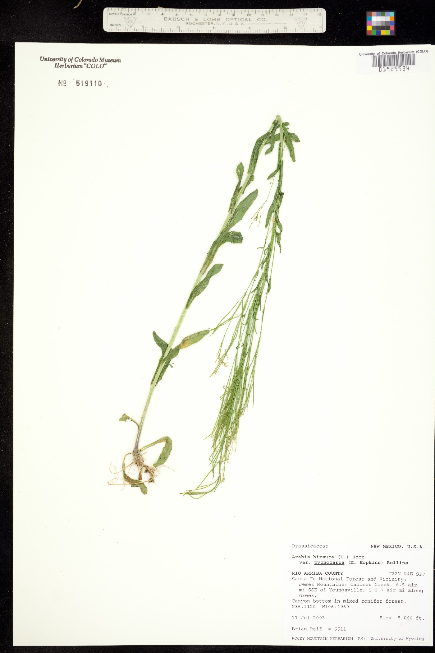 Arabis hirsuta image