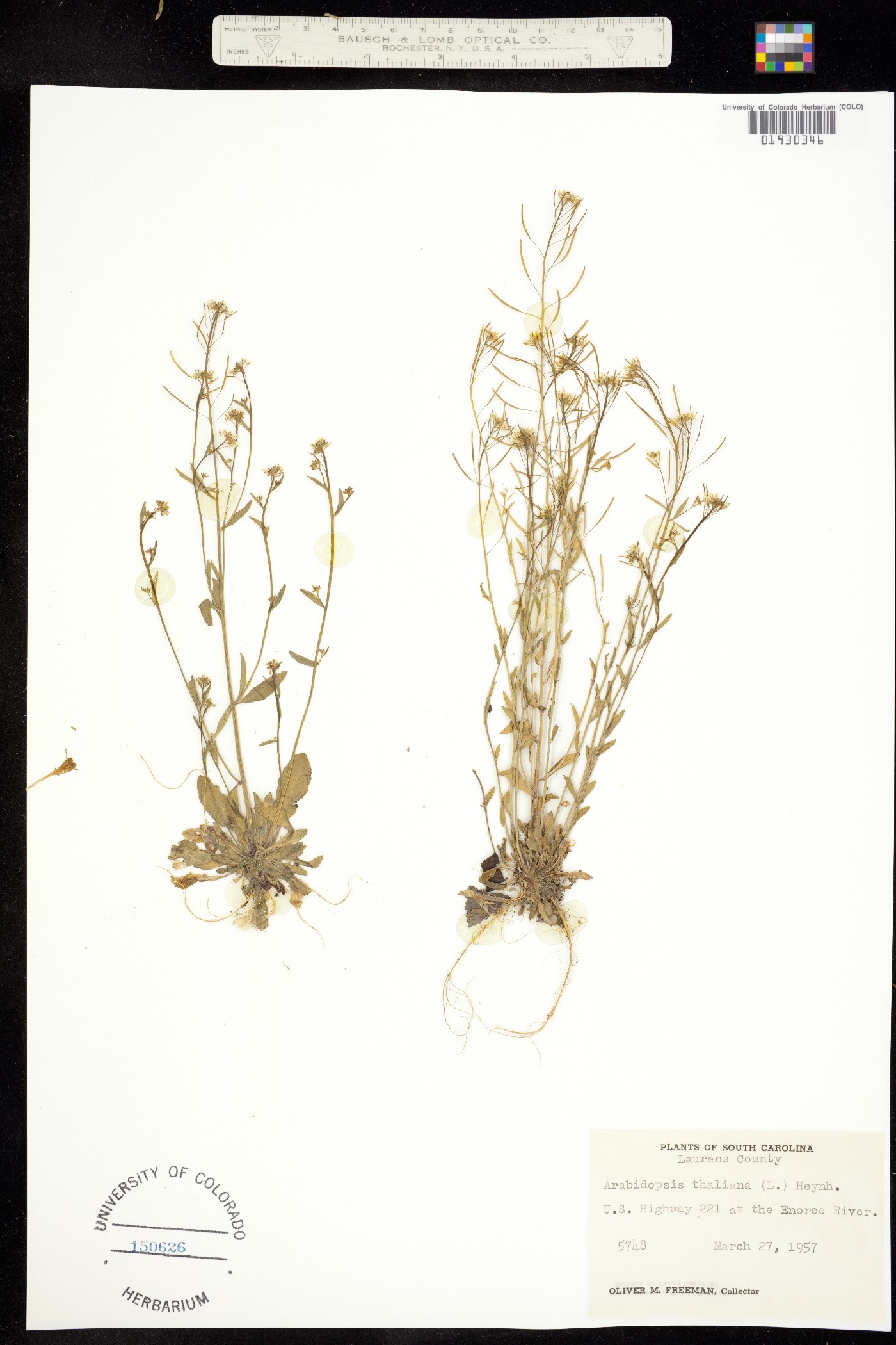 Arabidopsis thaliana image