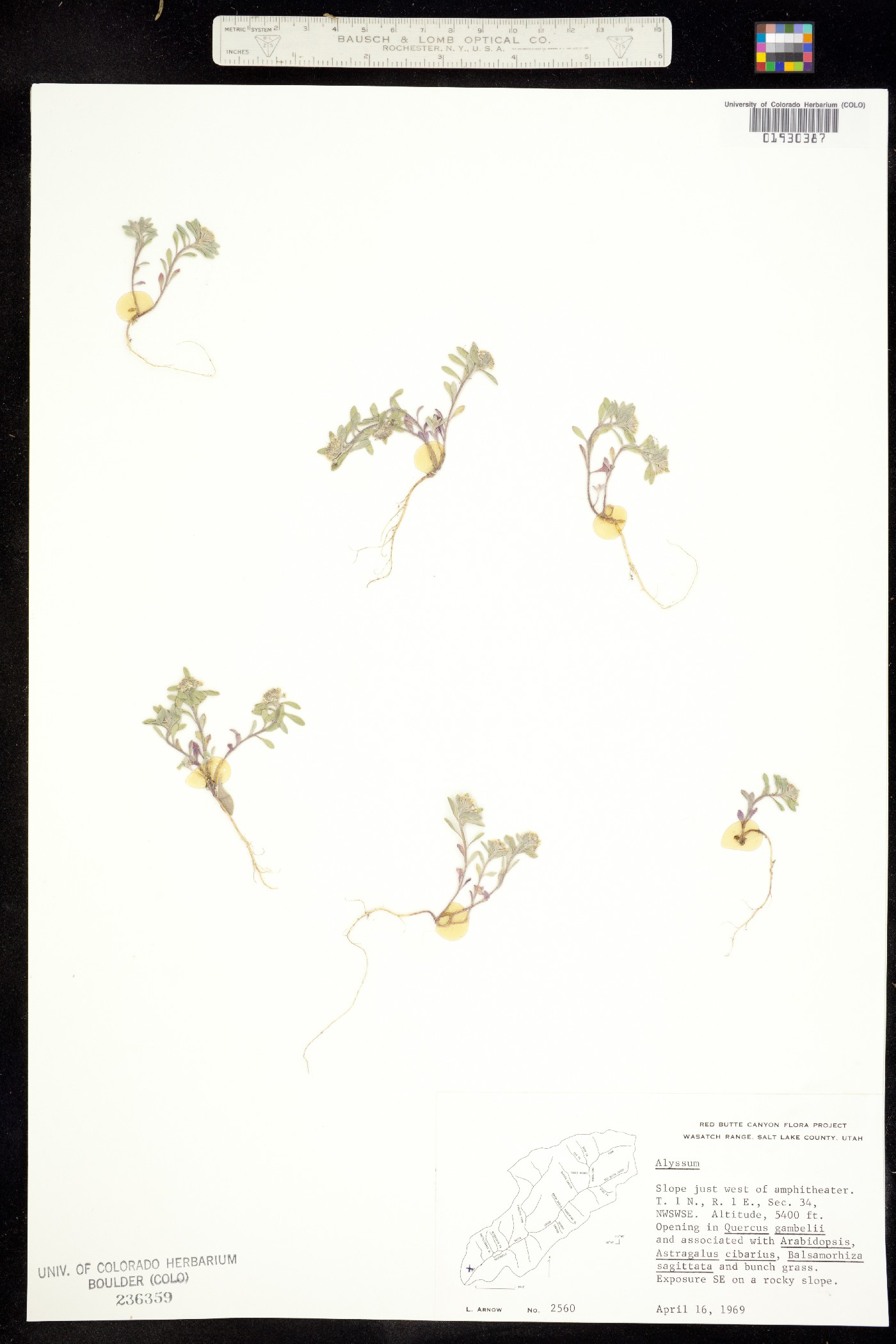 Alyssum szovitsianum image
