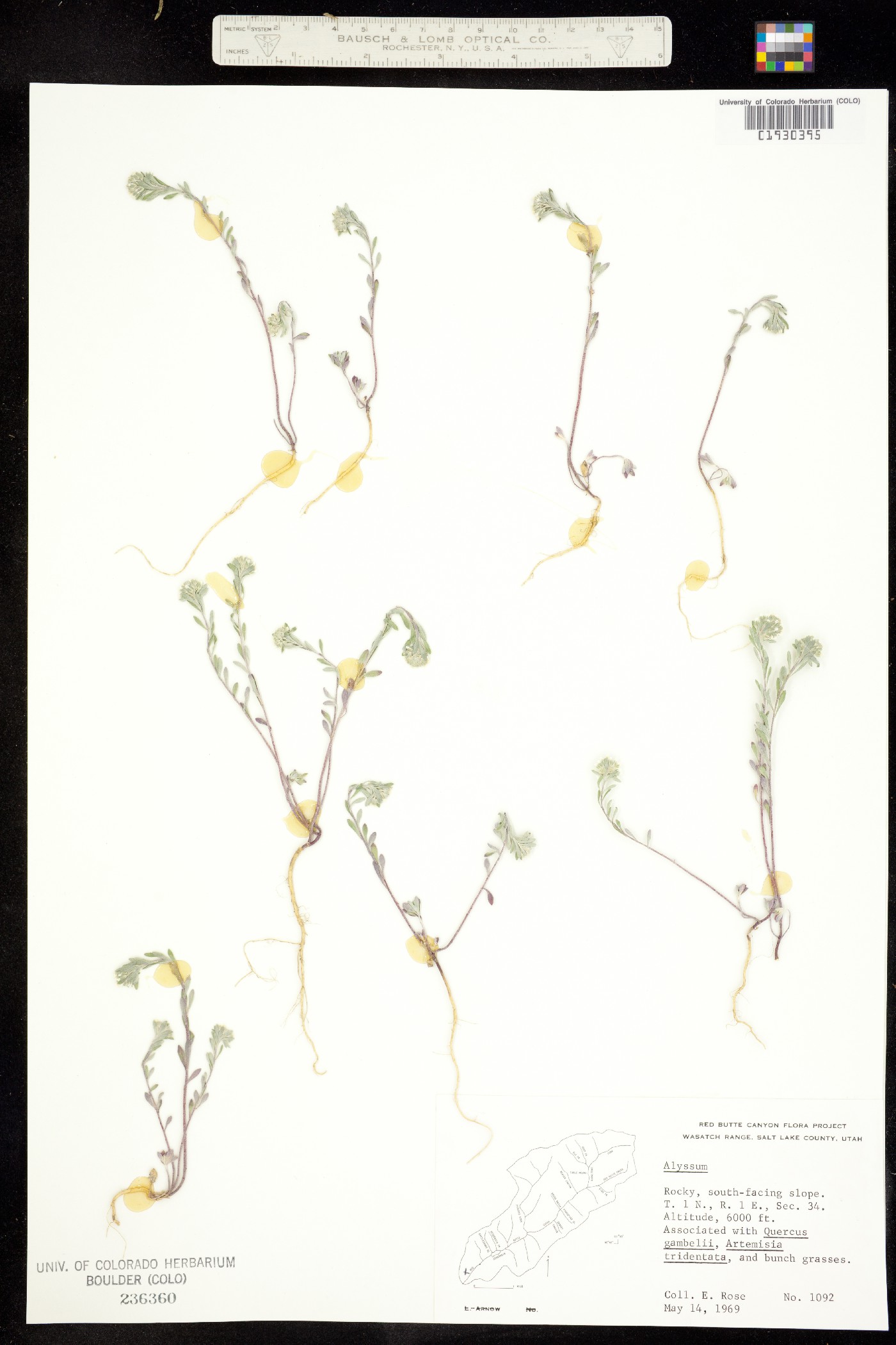 Alyssum szovitsianum image