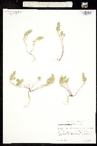 Alyssum szovitsianum image
