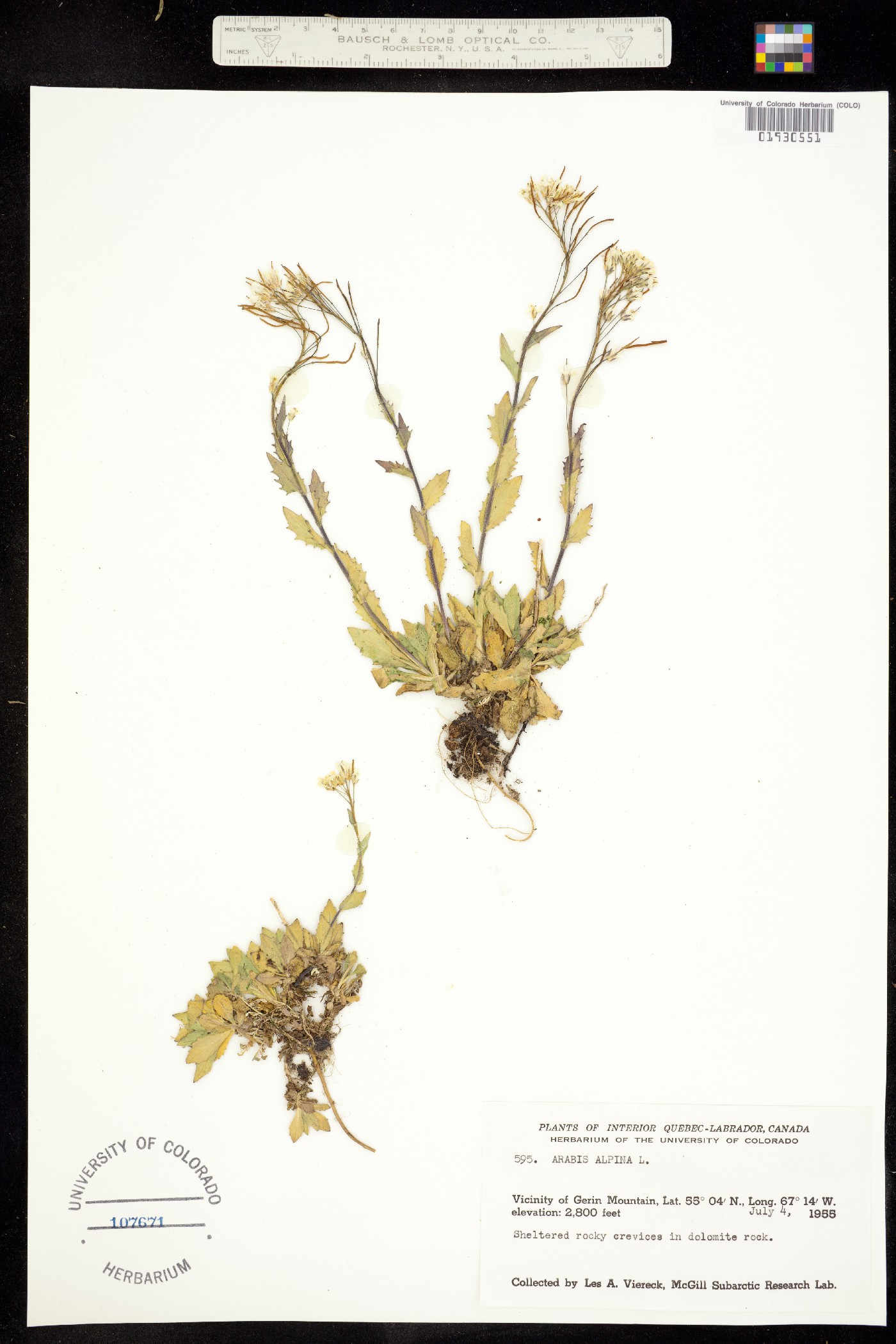 Arabis alpina image