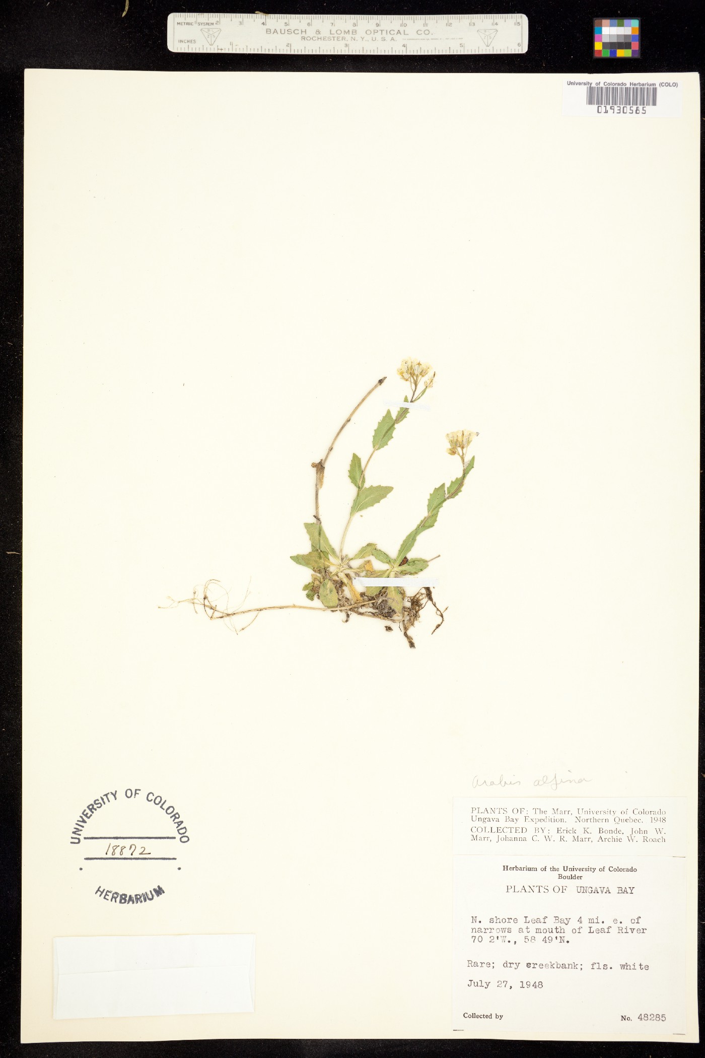 Arabis image