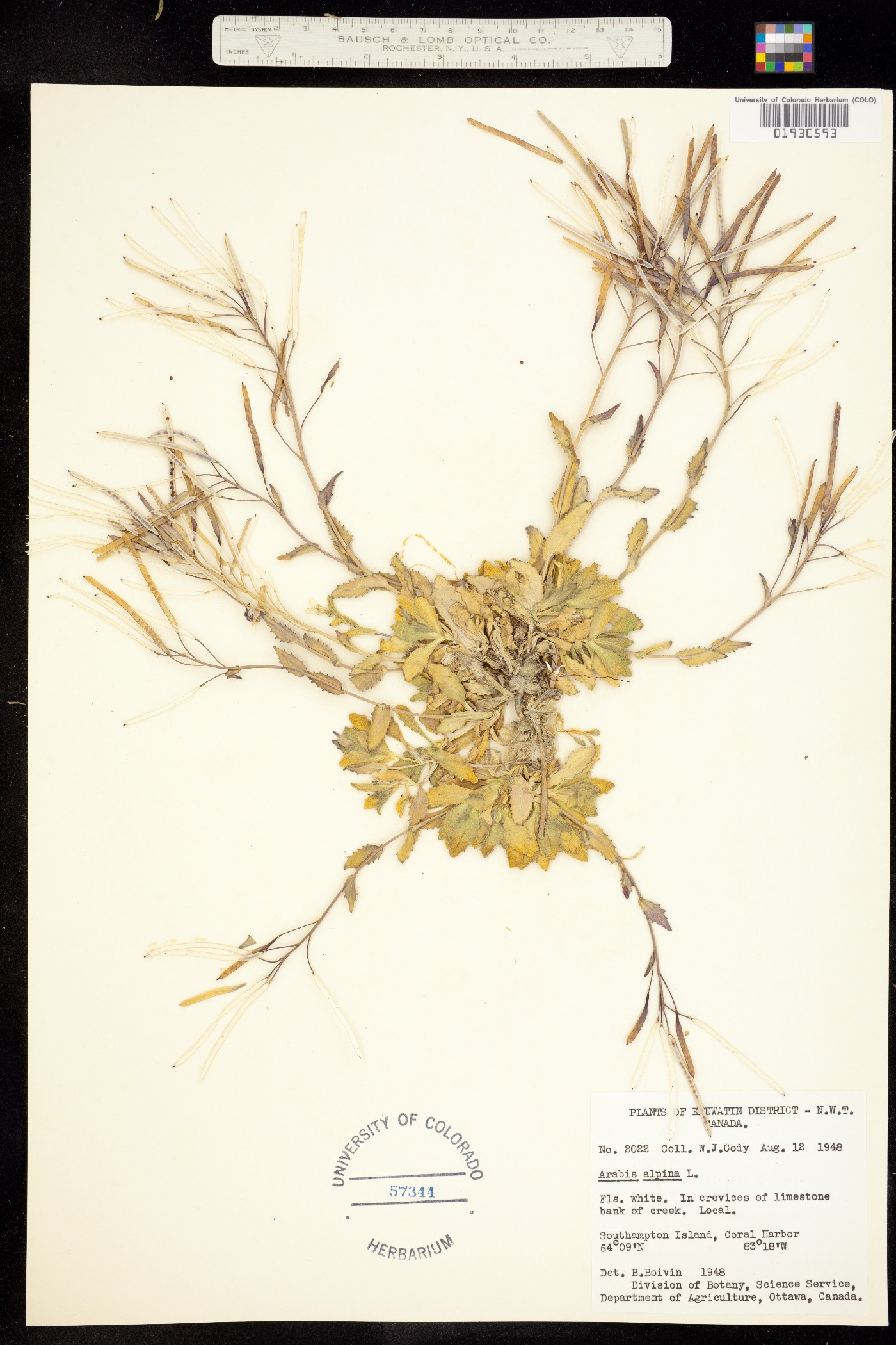 Arabis alpina image