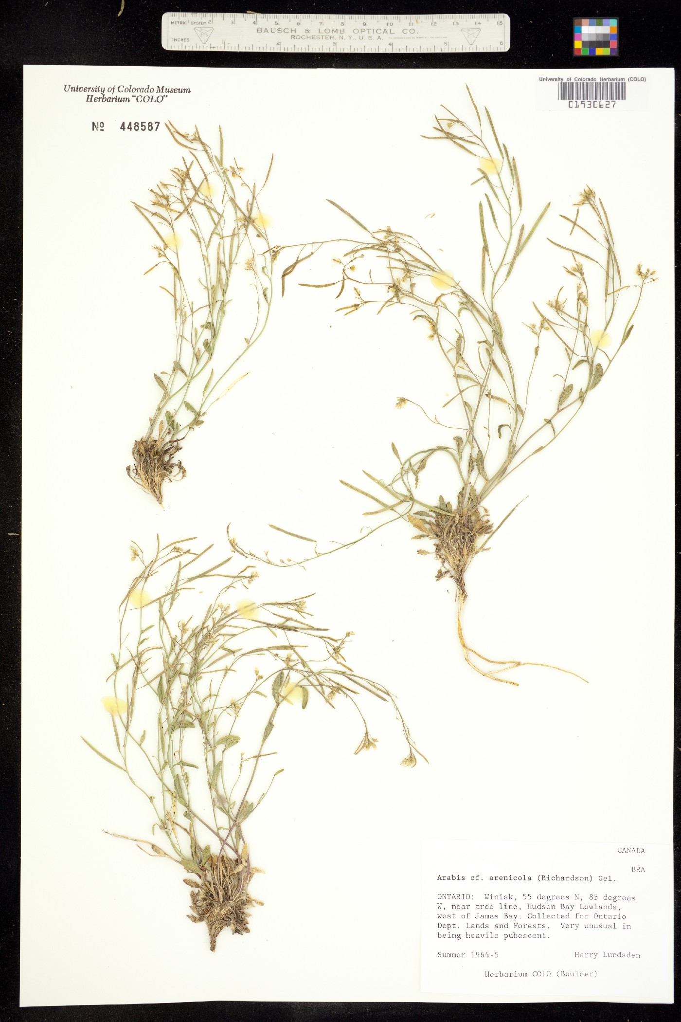 Arabidopsis arenicola image