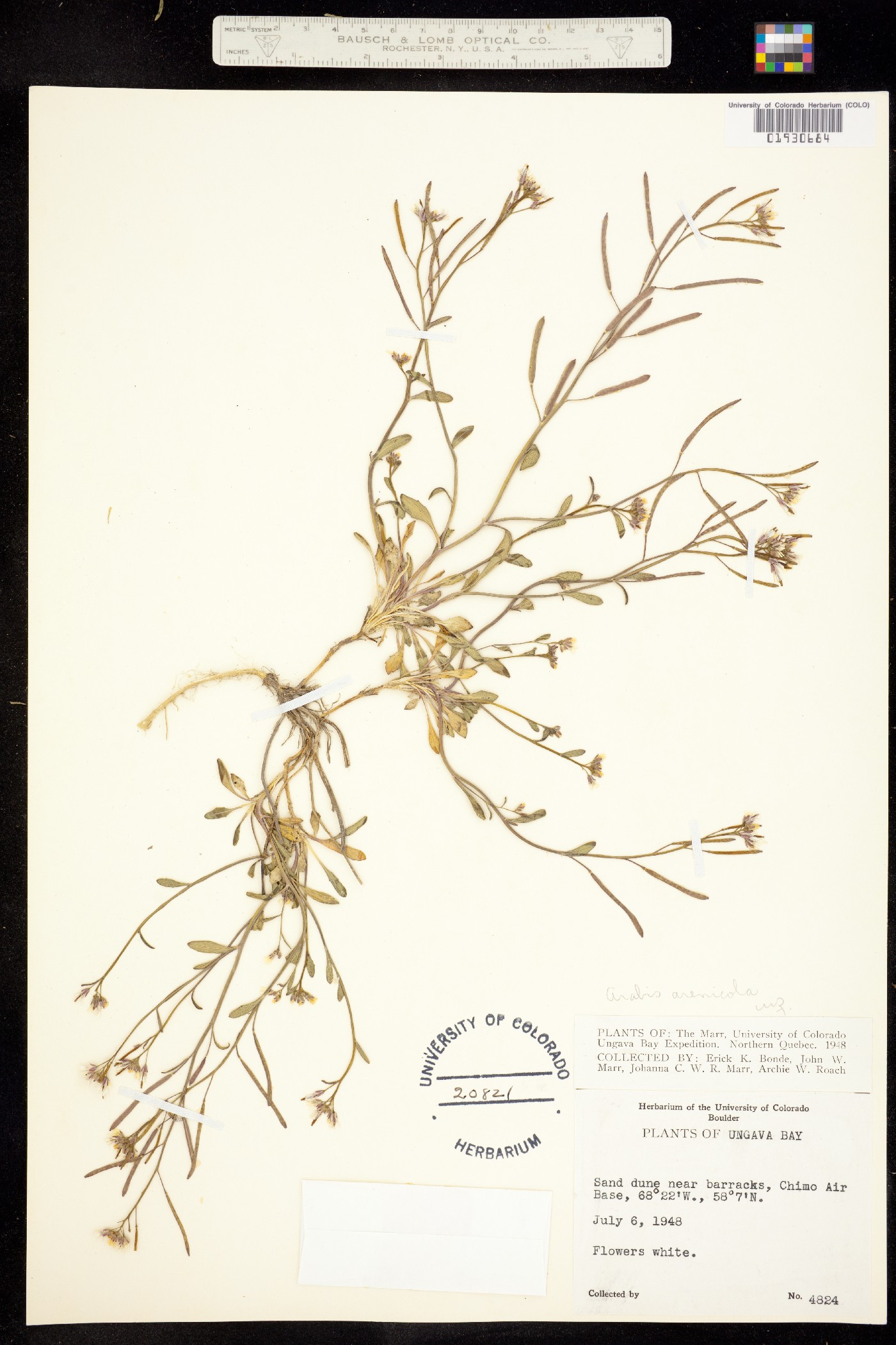 Arabidopsis arenicola image