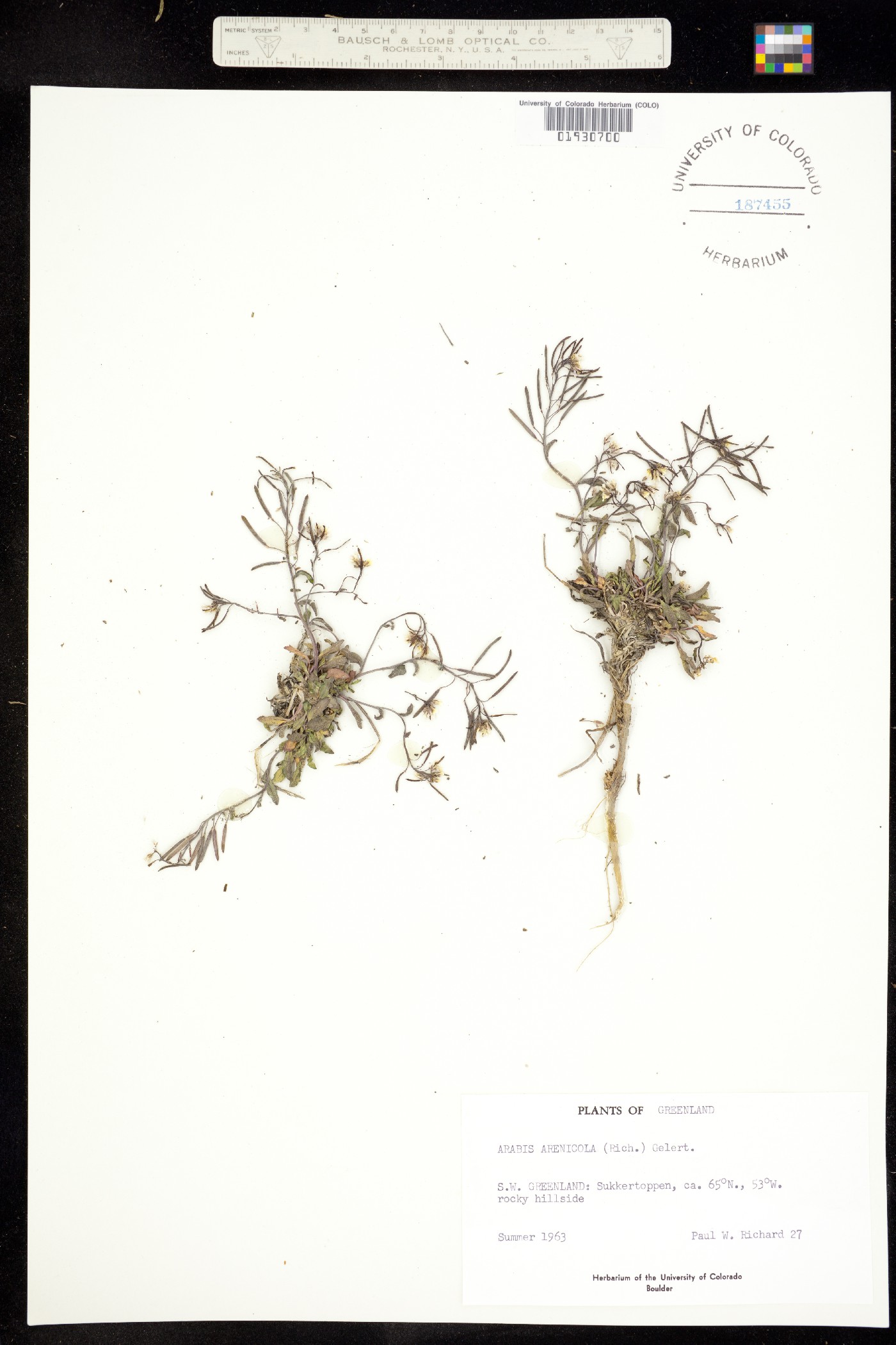 Arabis arenicola image