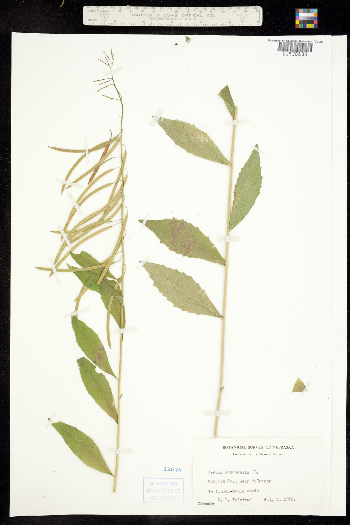 Boechera canadensis image