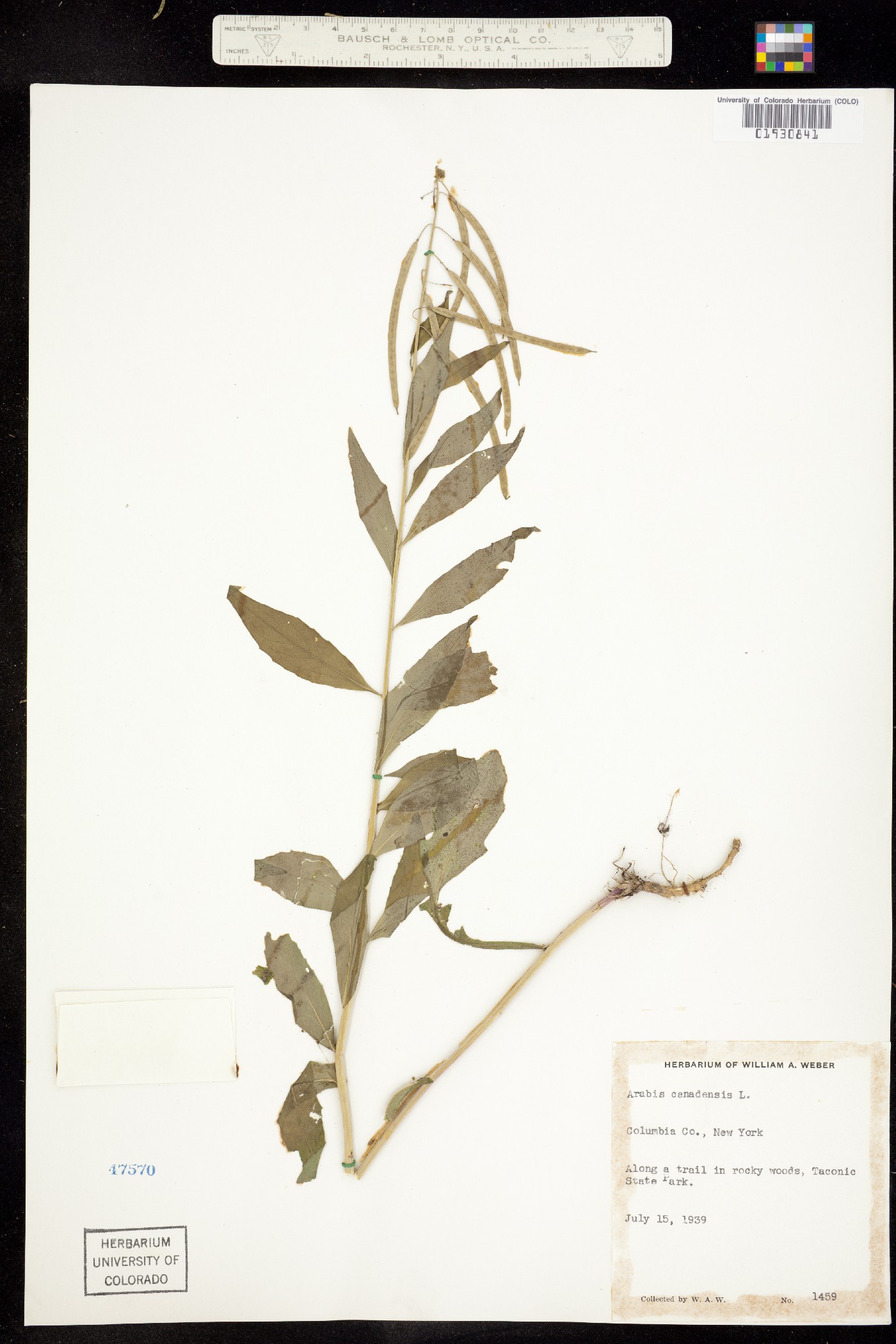 Boechera canadensis image