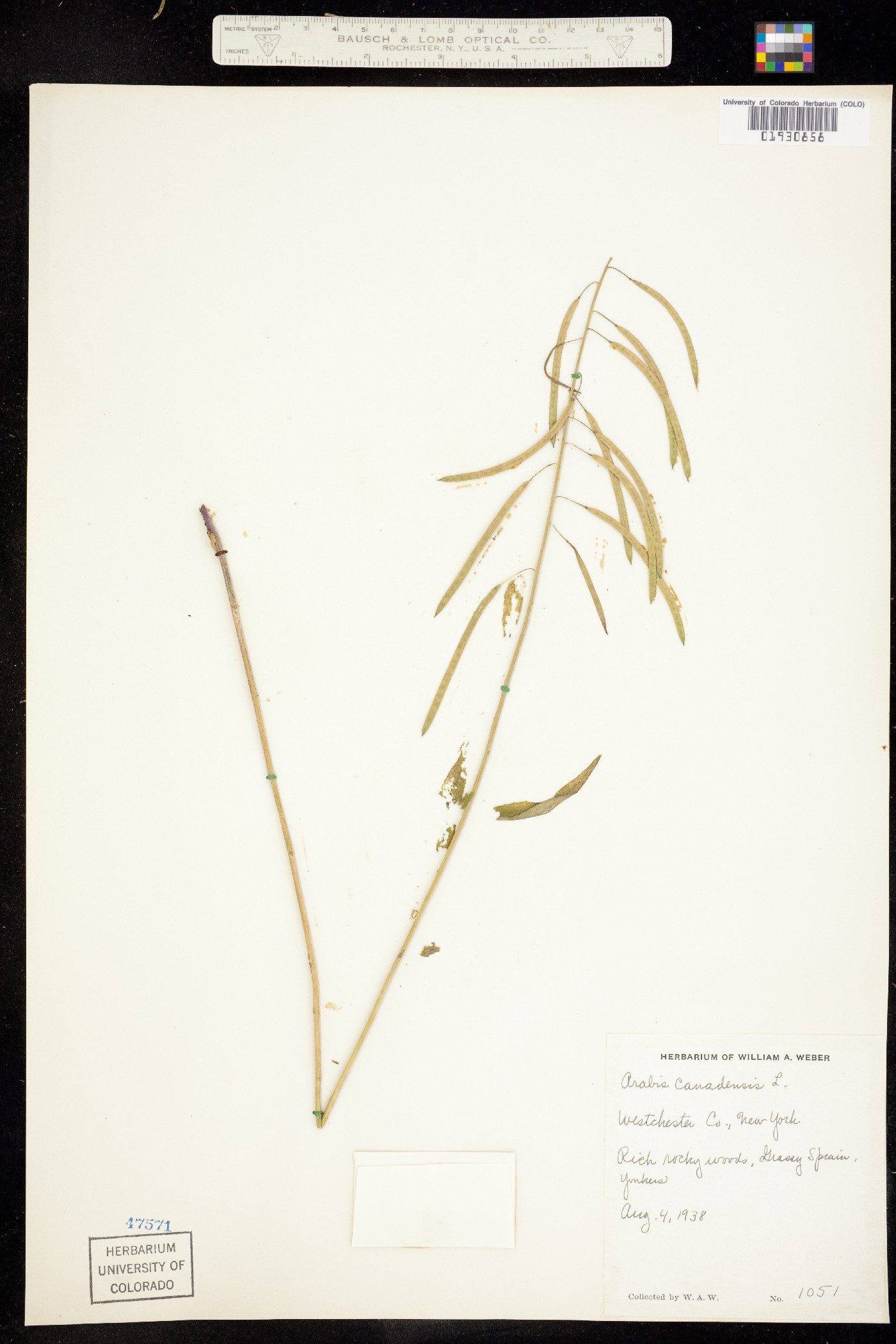 Boechera canadensis image