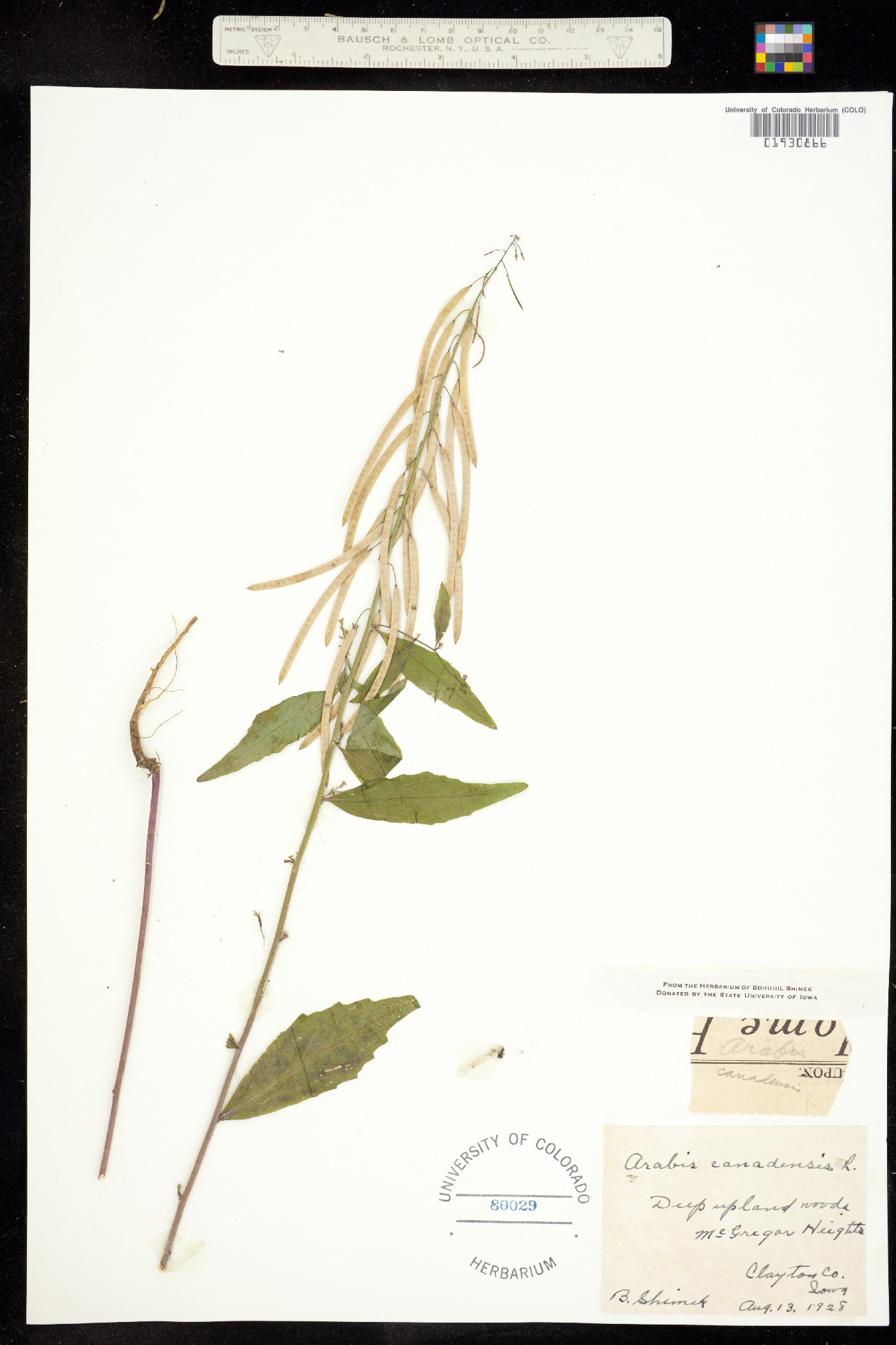 Boechera canadensis image