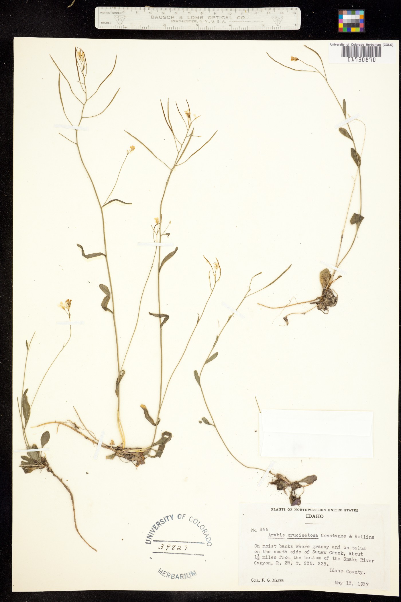 Arabis crucisetosa image