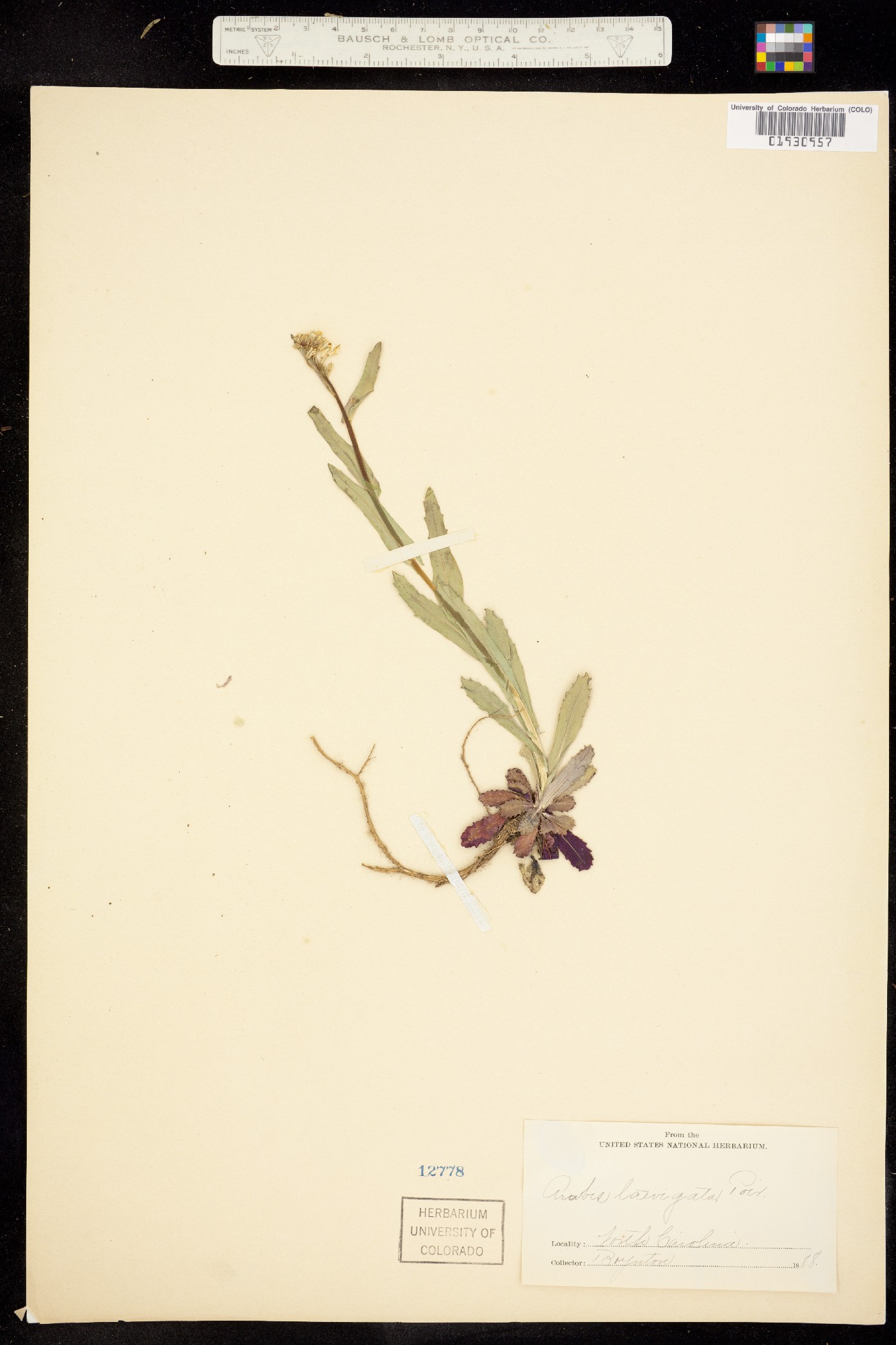 Boechera laevigata image