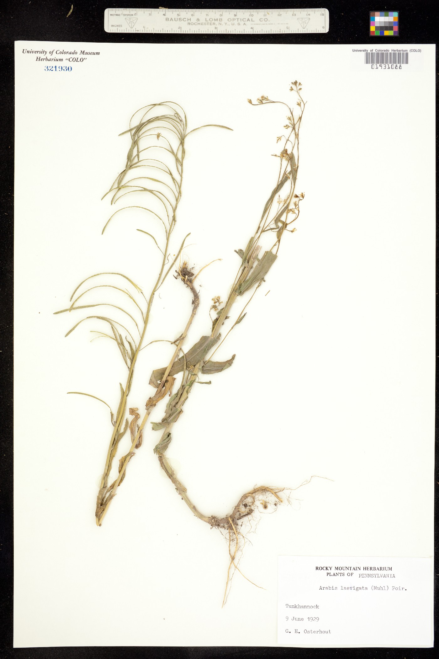 Boechera laevigata image