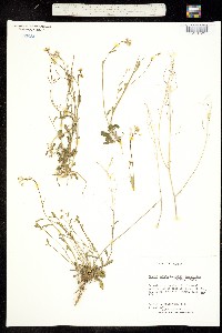 Arabidopsis lyrata ssp. lyrata image