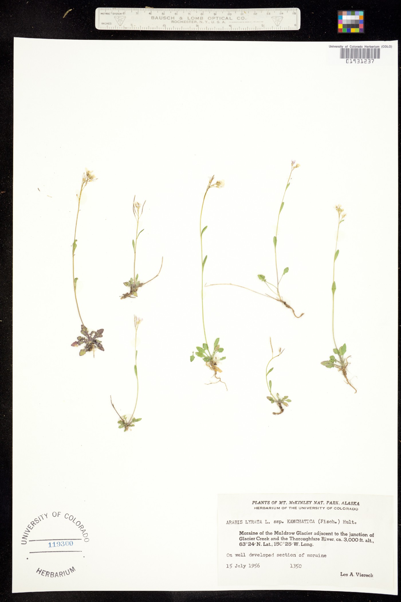 Arabidopsis lyrata image