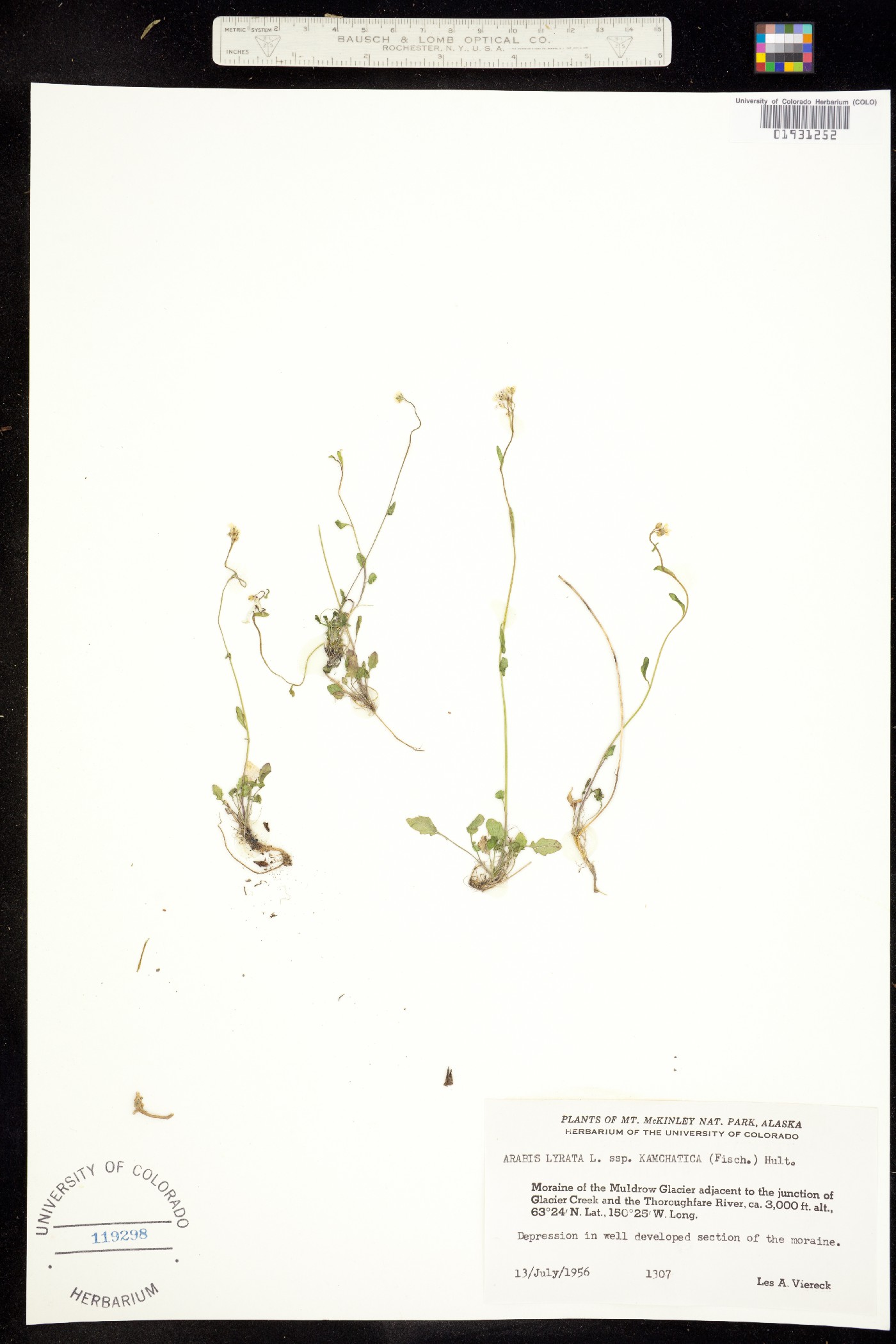 Arabidopsis lyrata ssp. lyrata image