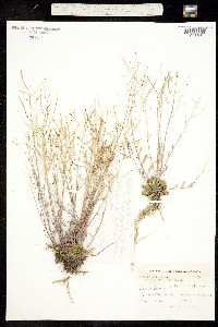 Arabidopsis lyrata ssp. lyrata image