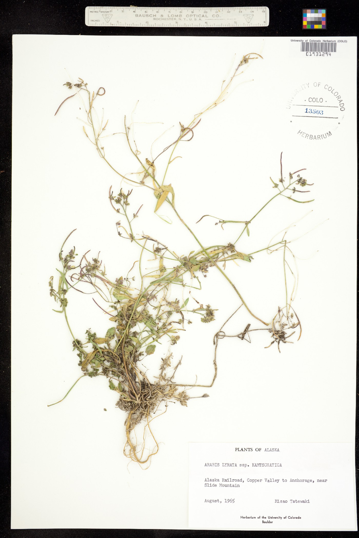 Arabidopsis lyrata ssp. lyrata image