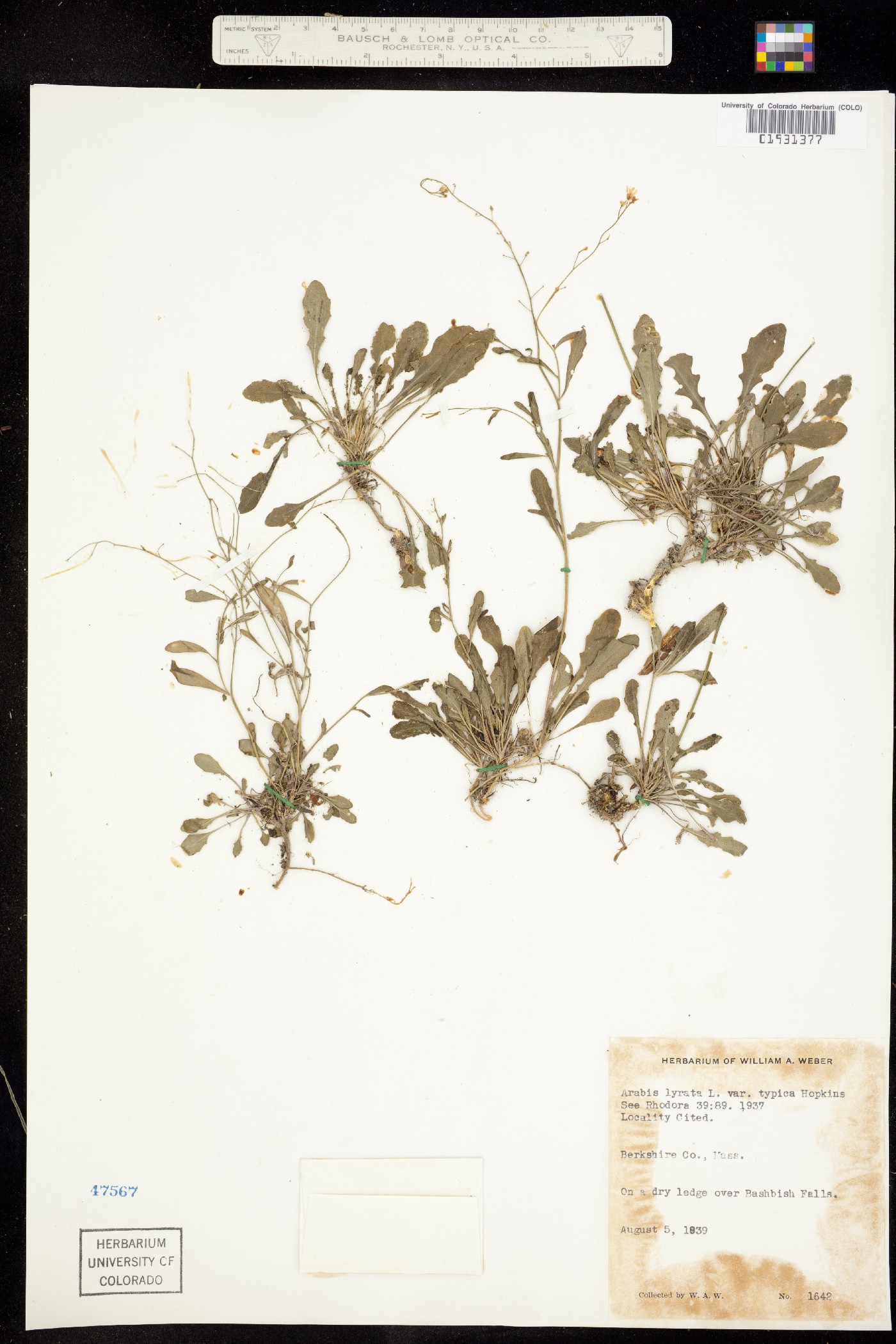Arabis image