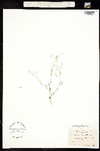 Arabis lyrata ssp. lyrata image