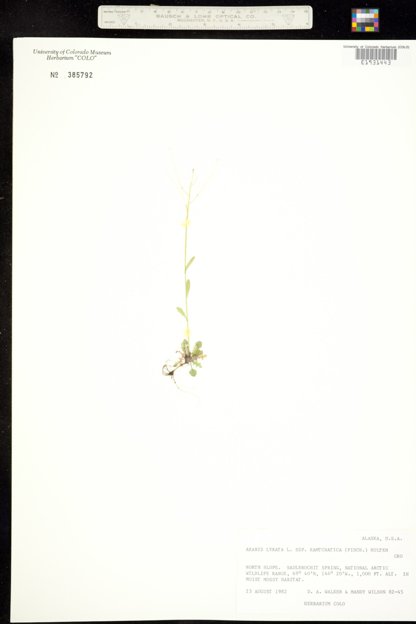 Arabidopsis lyrata ssp. kamchatica image