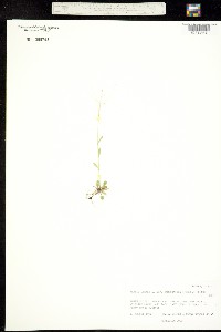 Arabidopsis lyrata ssp. kamchatica image
