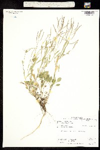 Arabidopsis lyrata ssp. kamchatica image