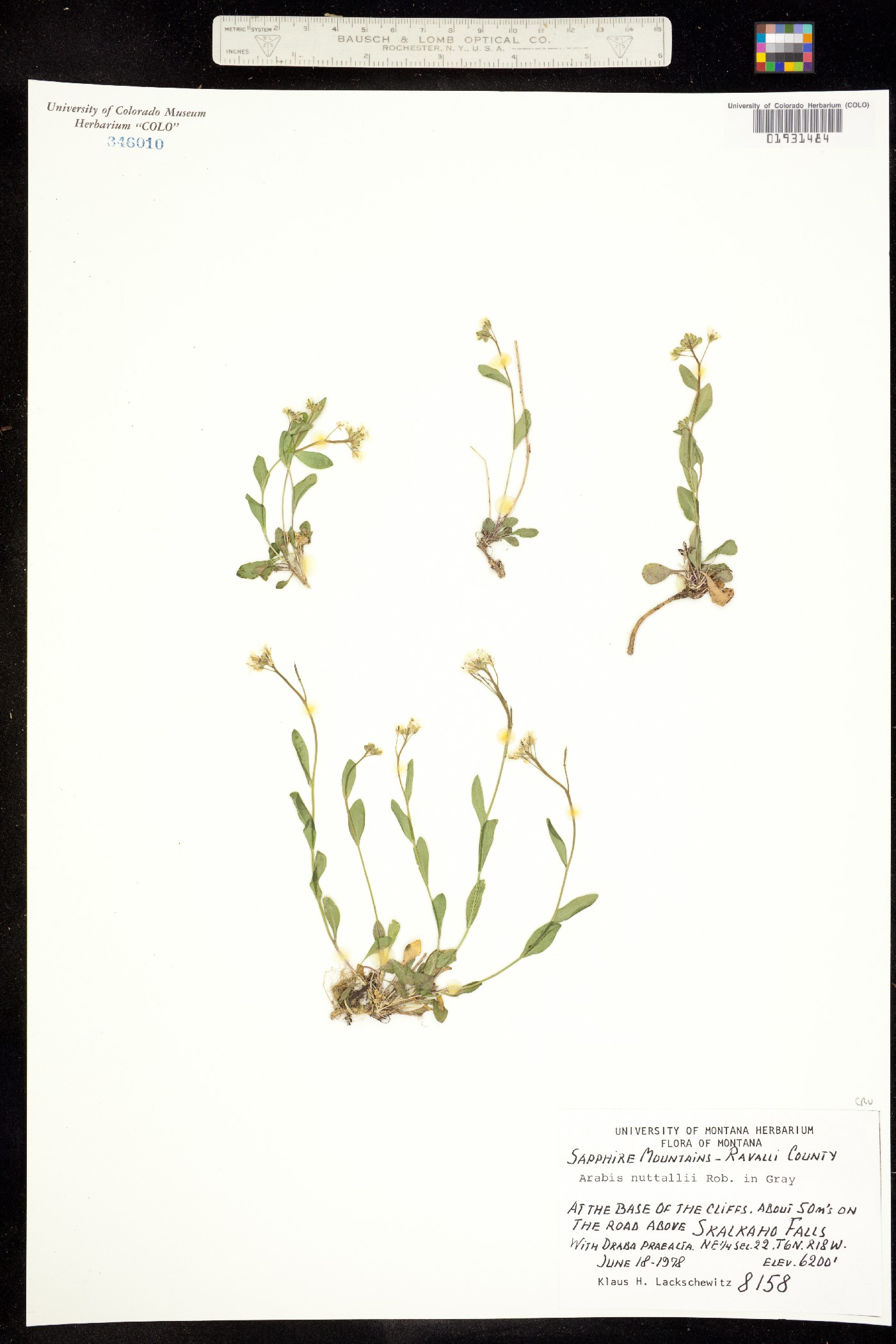 Arabis nuttallii image