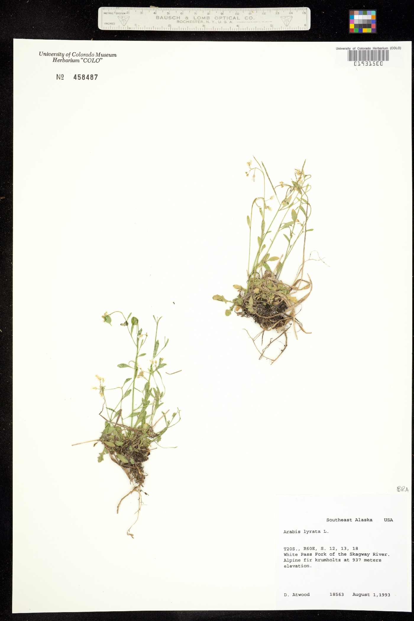 Arabis lyrata ssp. lyrata image