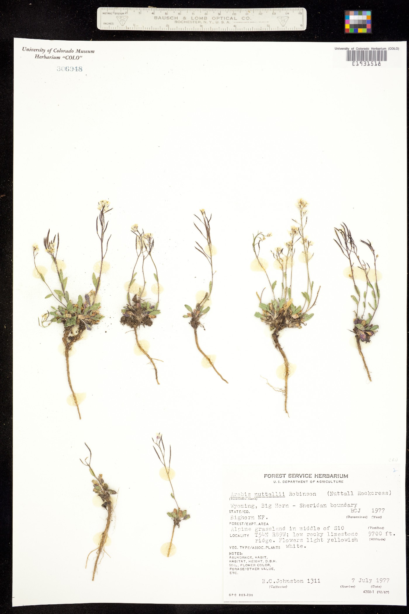 Arabis nuttallii image