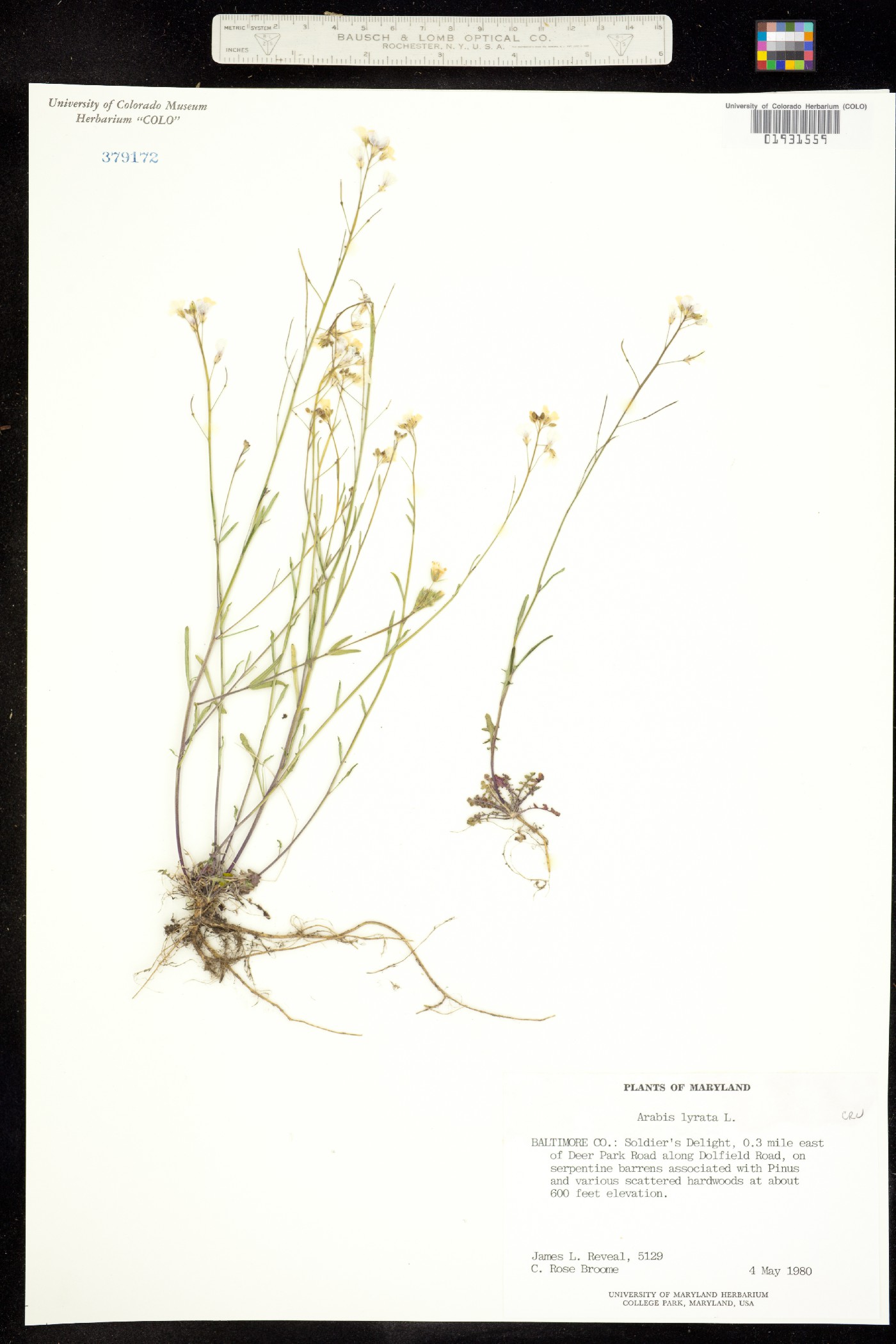 Arabis lyrata ssp. lyrata image