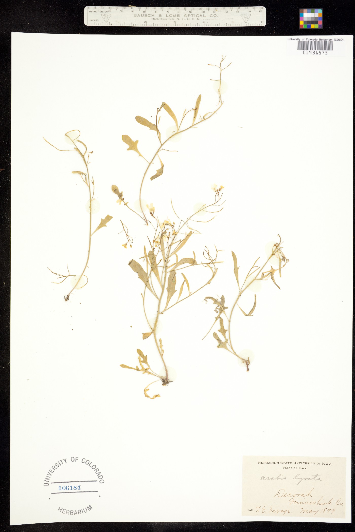 Arabis lyrata ssp. lyrata image