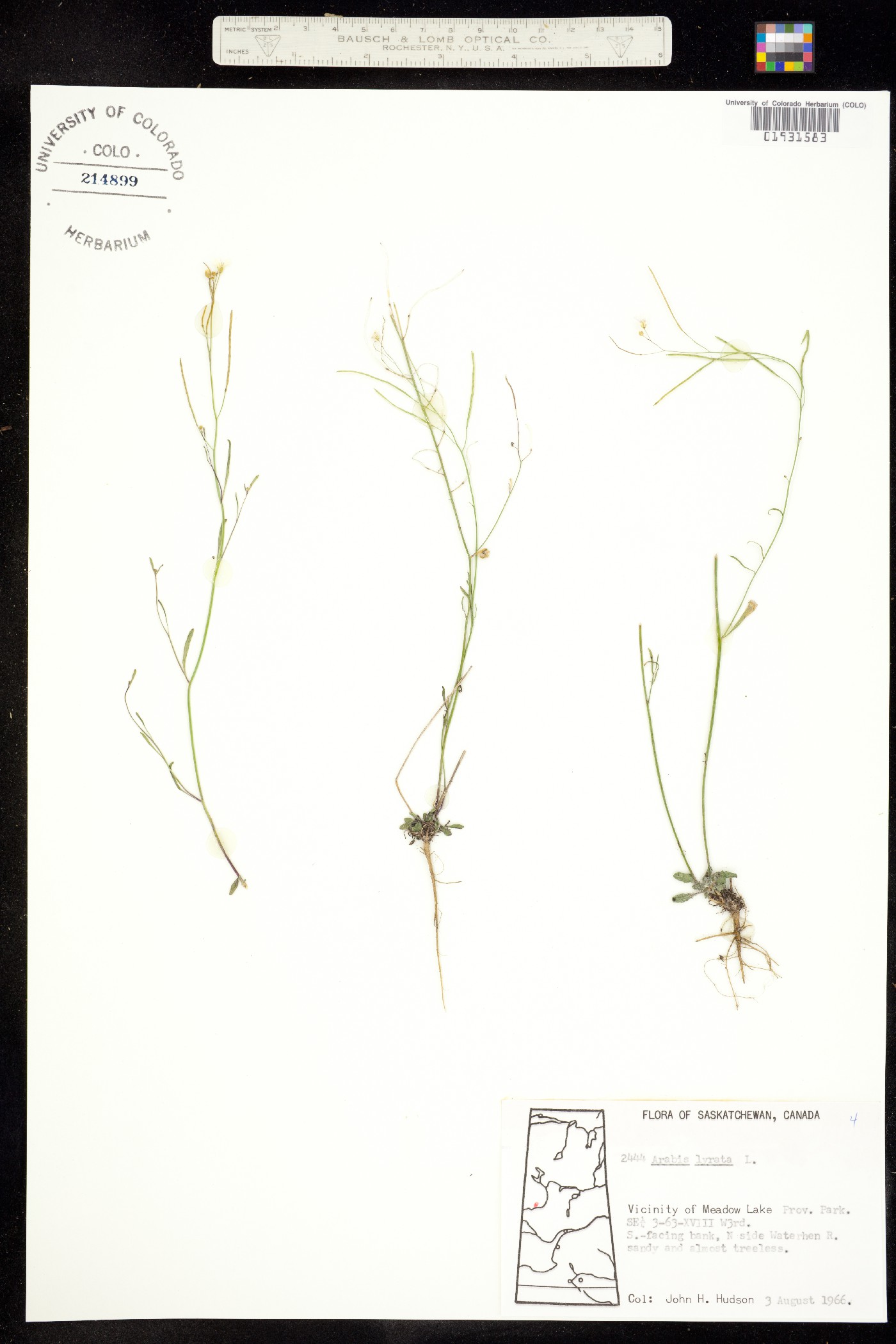 Arabis image