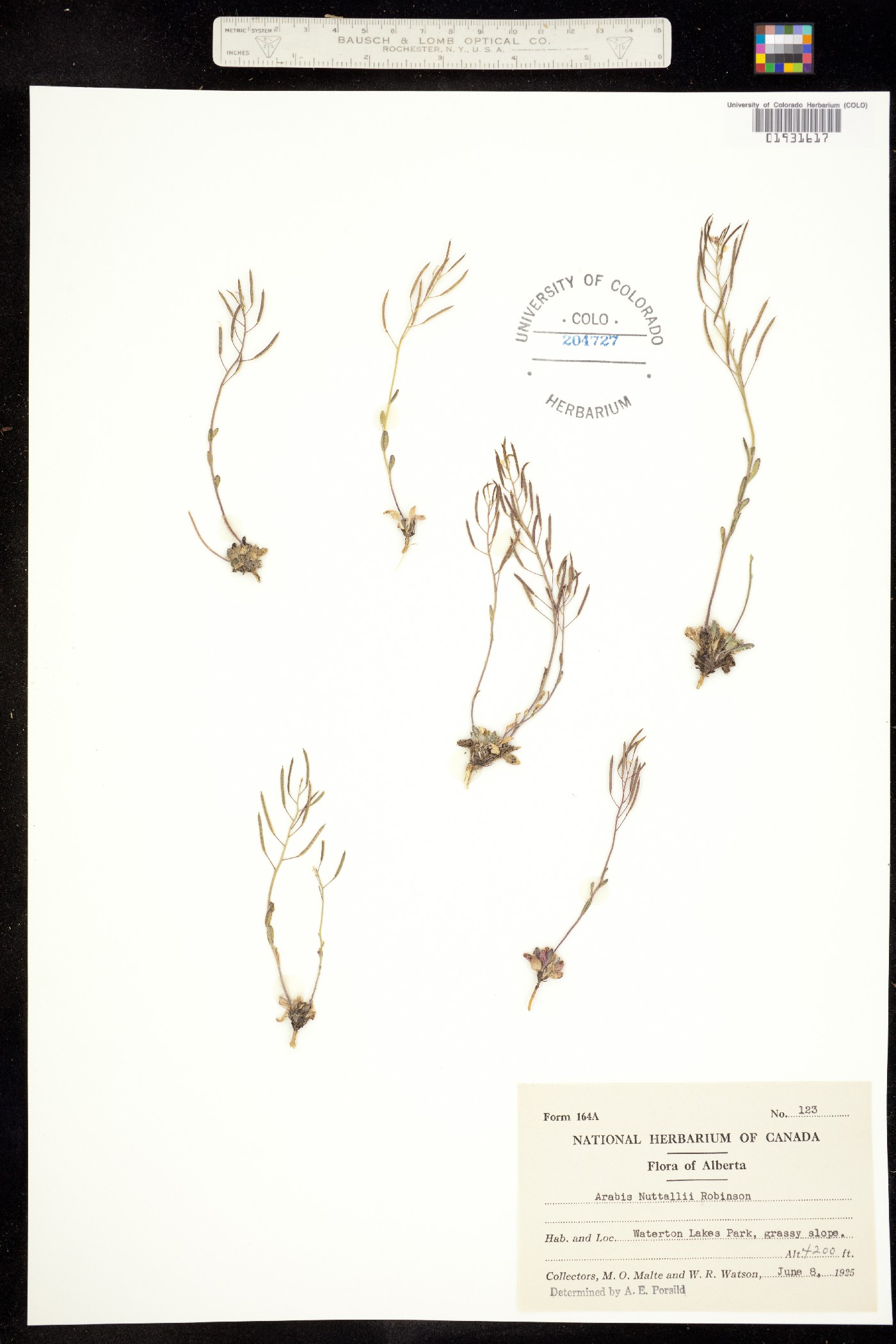 Arabis nuttallii image