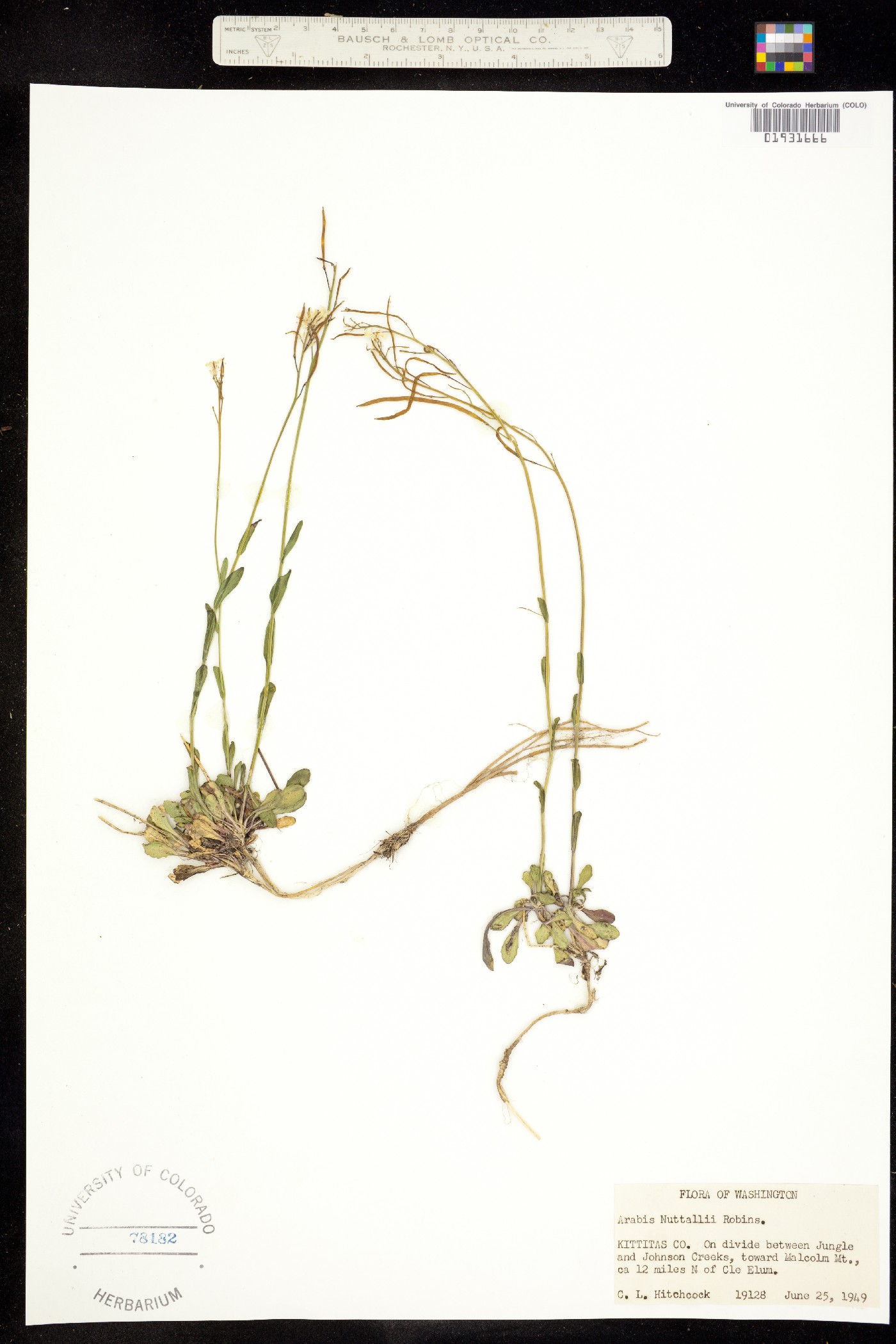 Arabis nuttallii image