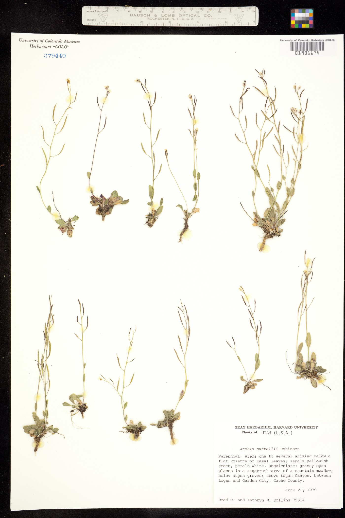 Arabis nuttallii image