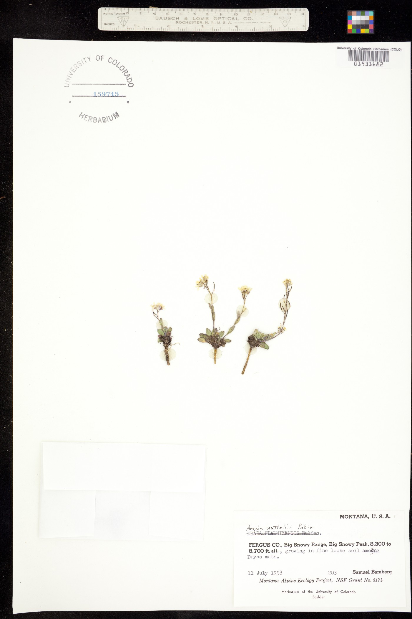 Arabis nuttallii image