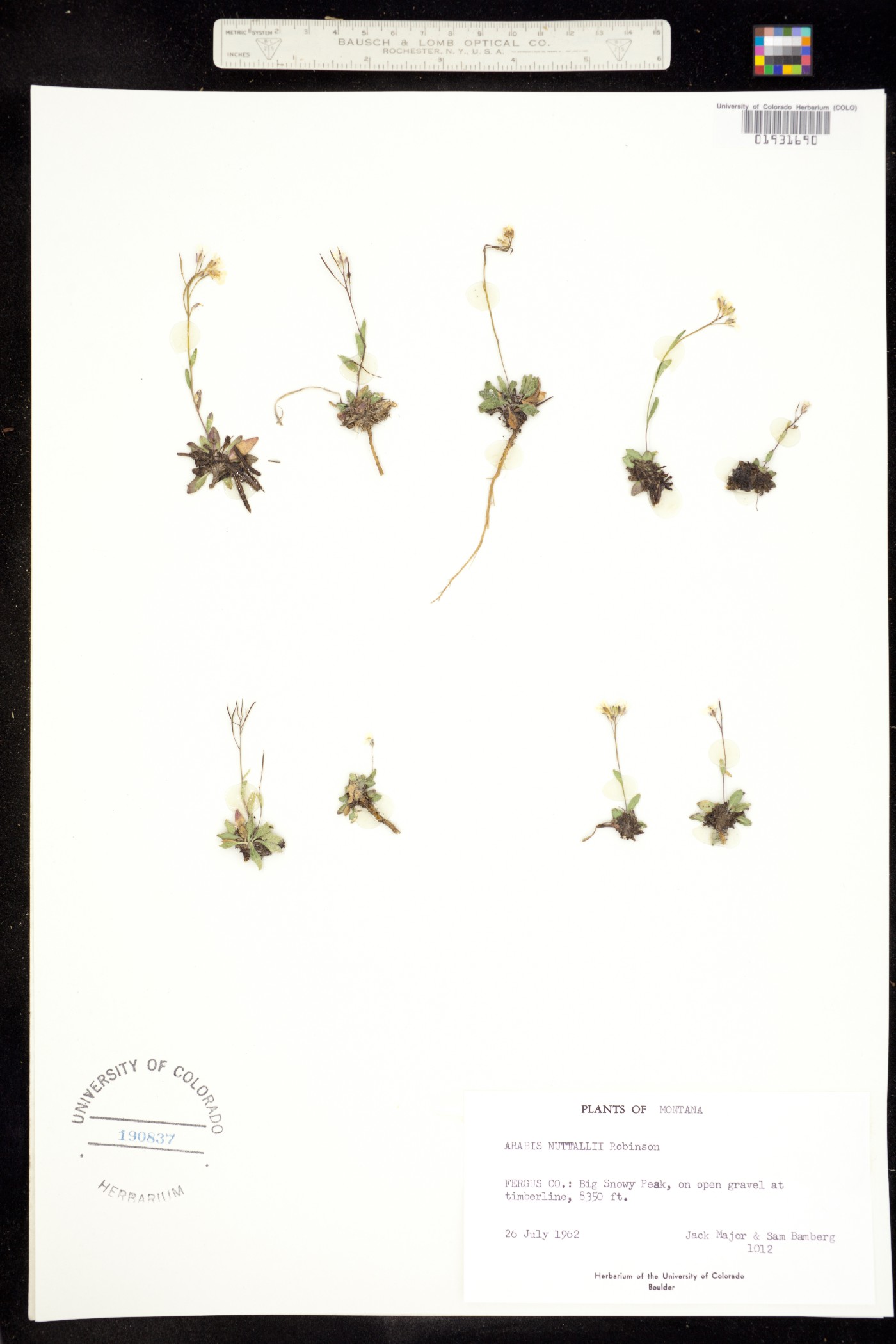 Arabis nuttallii image