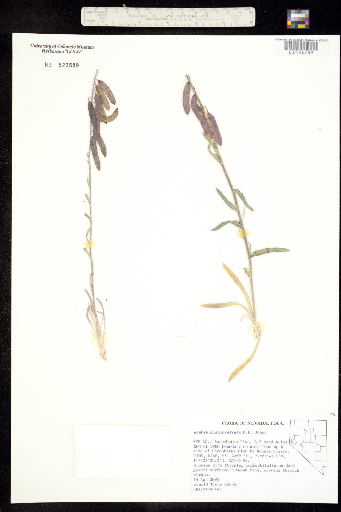 Boechera glaucovalvula image