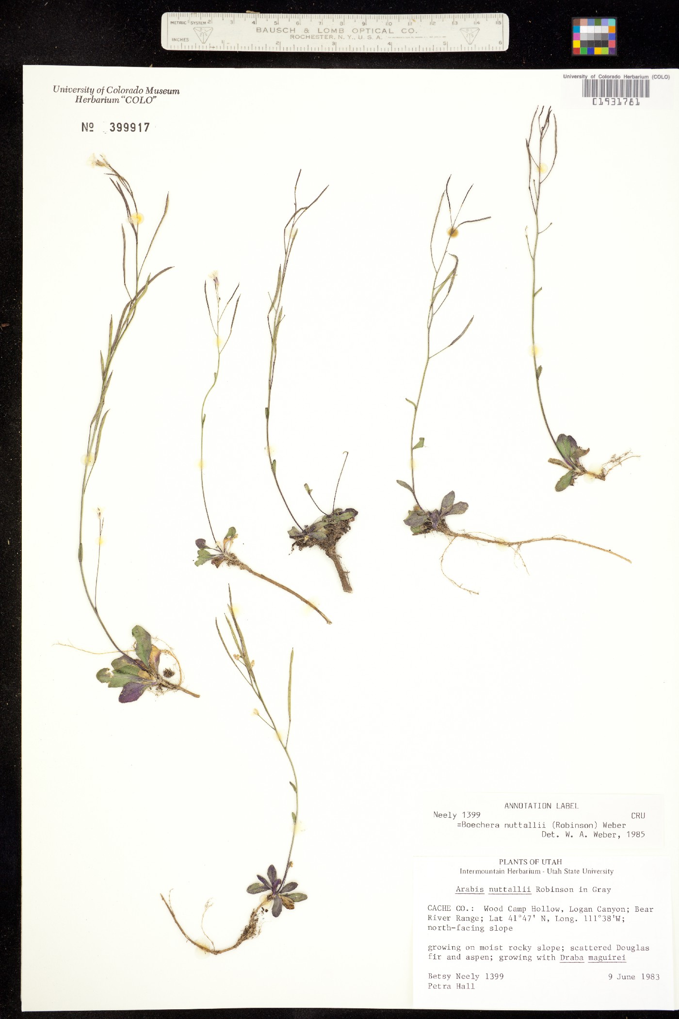 Arabis nuttallii image