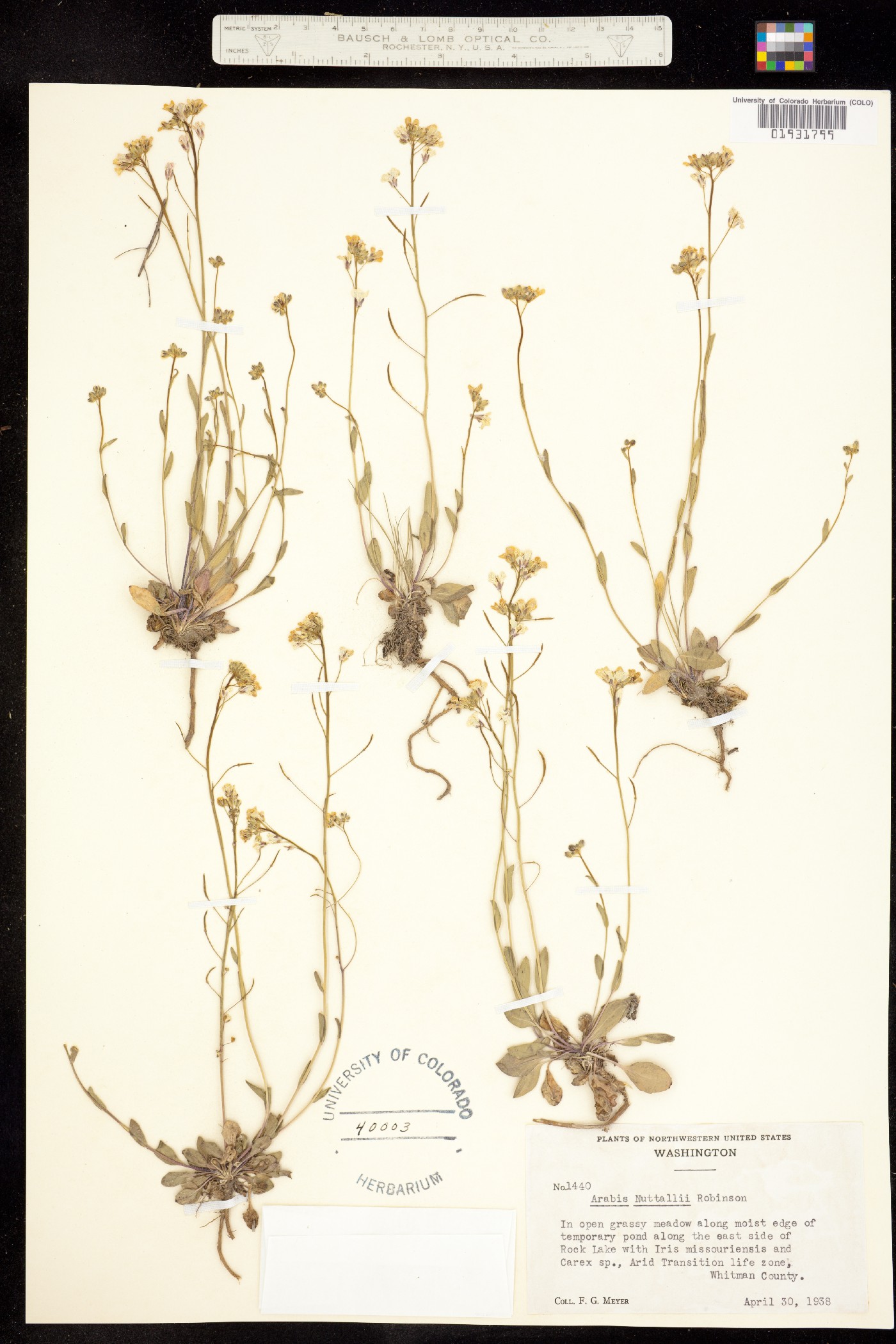 Arabis nuttallii image