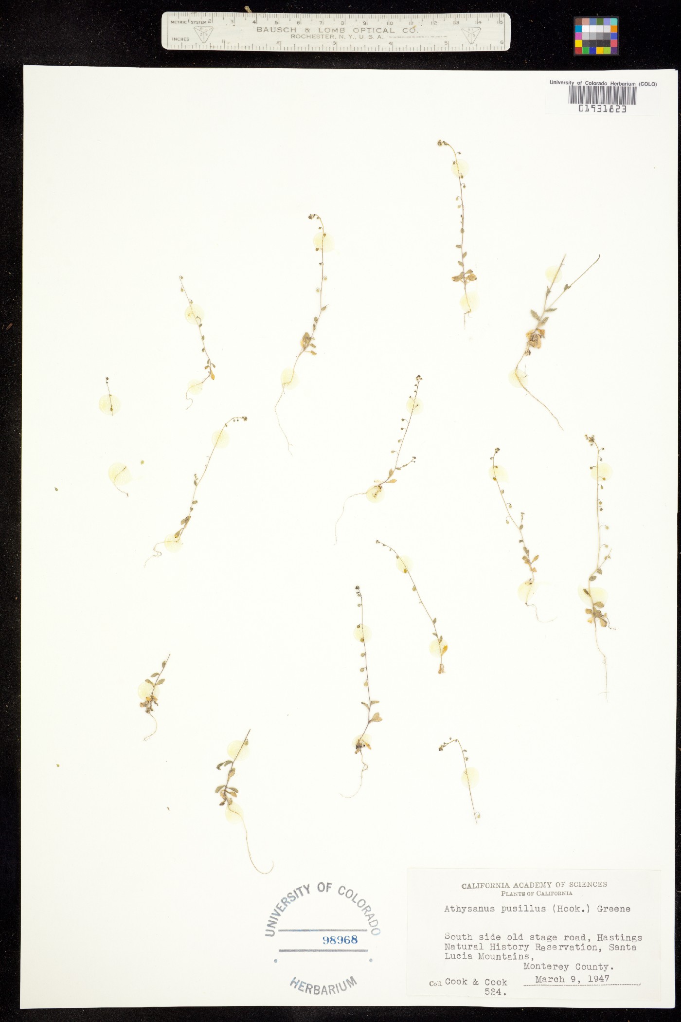 Athysanus image