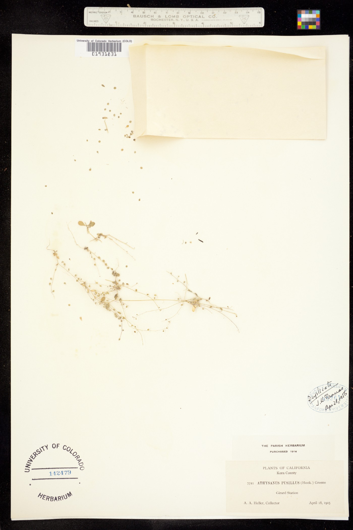 Athysanus pusillus image