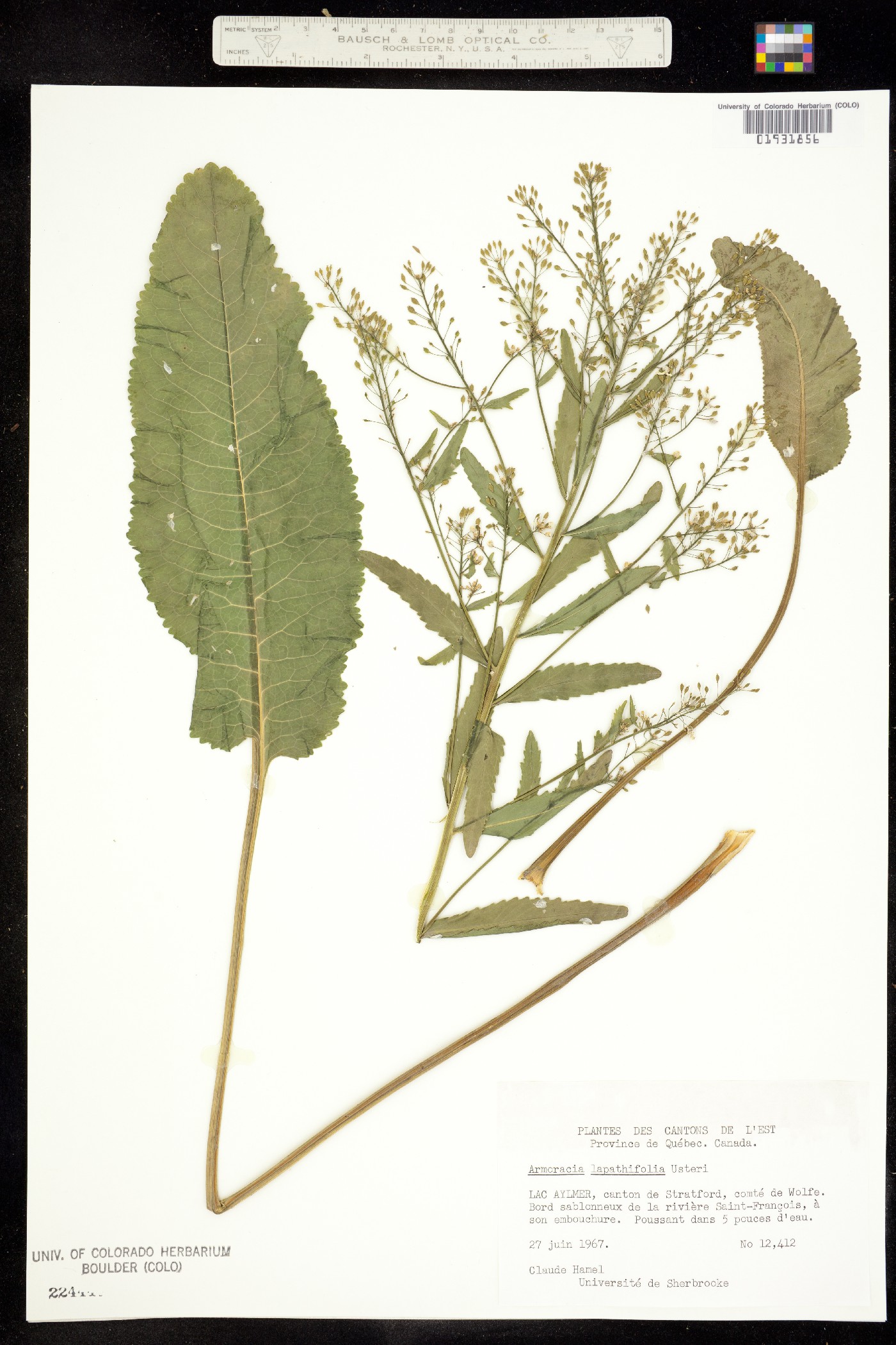 Armoracia image