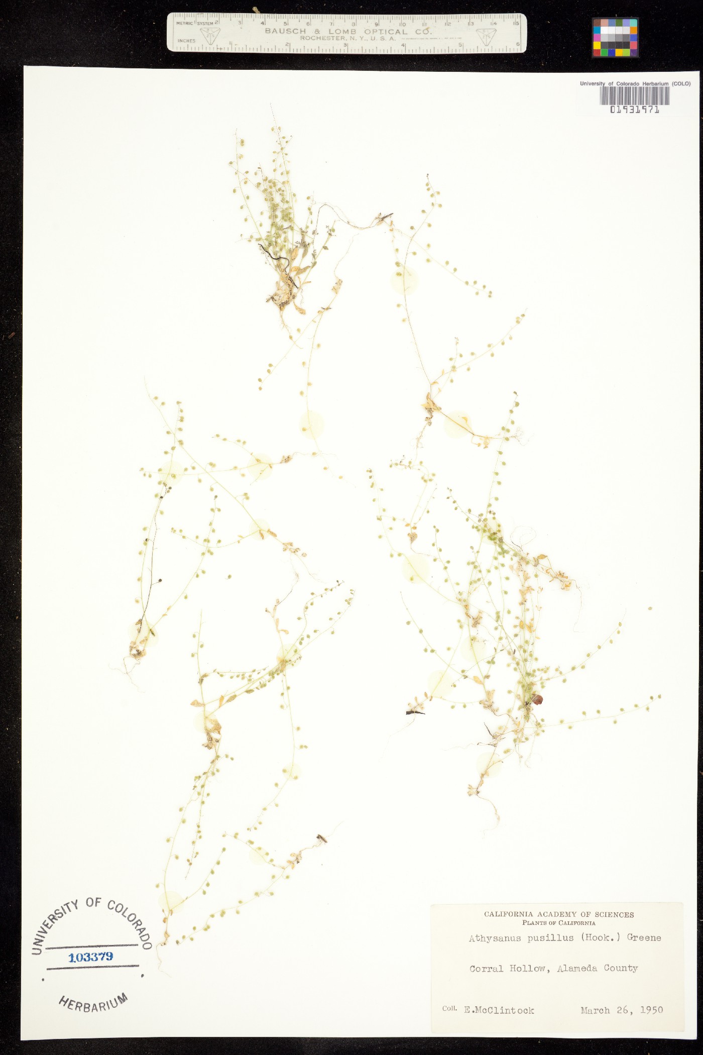 Athysanus pusillus image